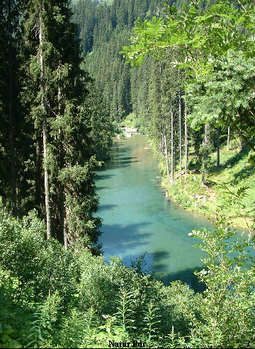 Natur Pur
